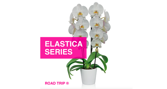 Floricultura introduces the Phalaenopsis Elastica series