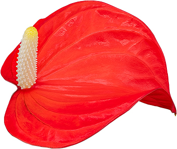 bloemgrootte: 1001057