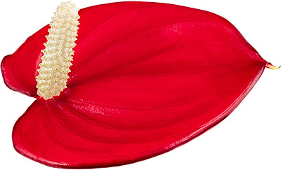 bloemgrootte: 1007856