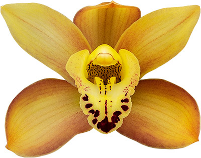 tamaño de la flor: 8750