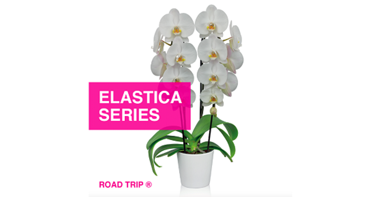 Floricultura introduces the Phalaenopsis Elastica series