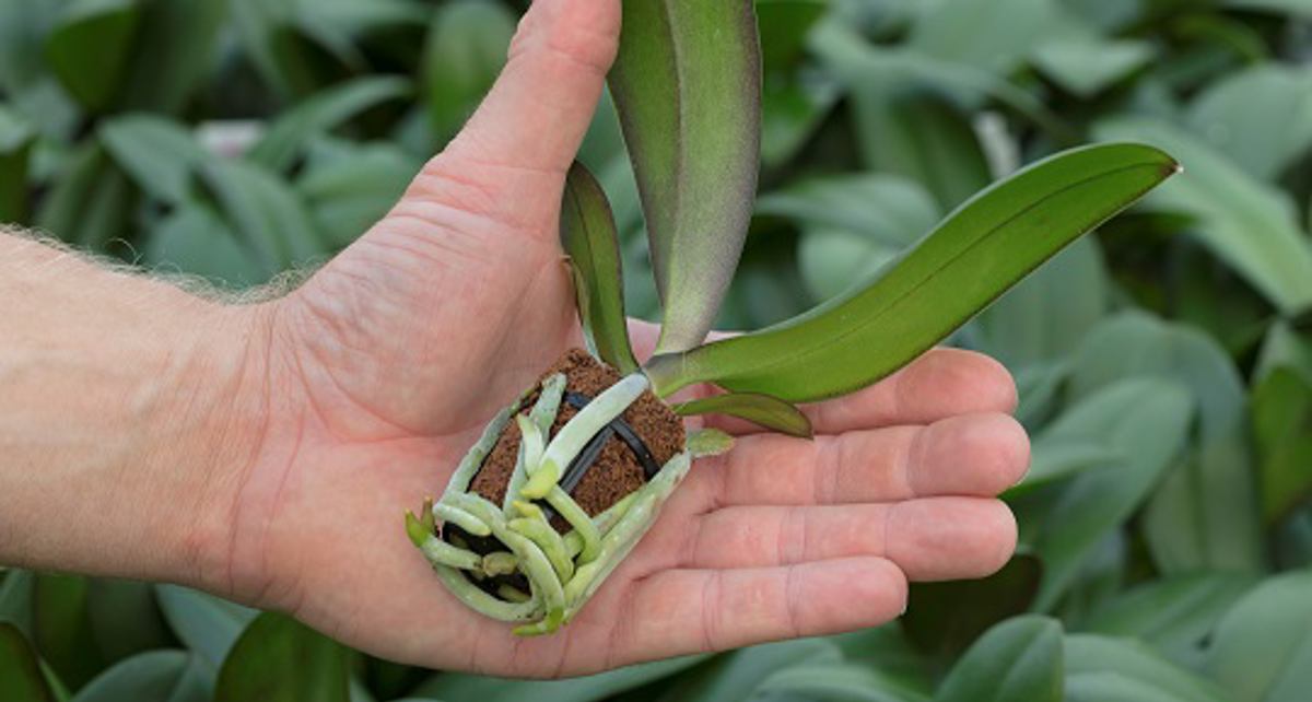 Floricultura levert de eerste planten met de nieuwe ‘bookplug’ uit.