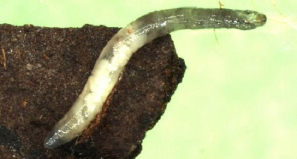 Drie-sporenaanpak Lyprauta (potworm)