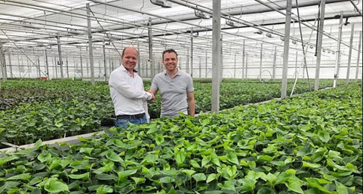 Floricultura expands into Anthuriums
