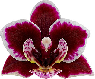 bloemgrootte: 215509