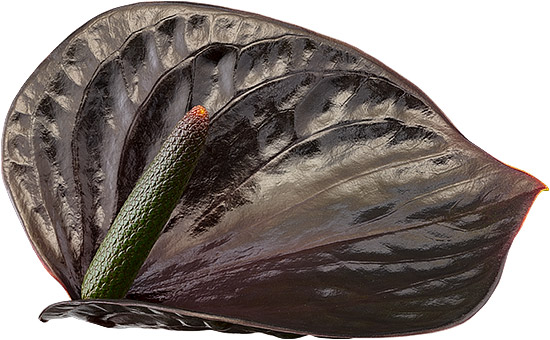 bloemgrootte: 2001042