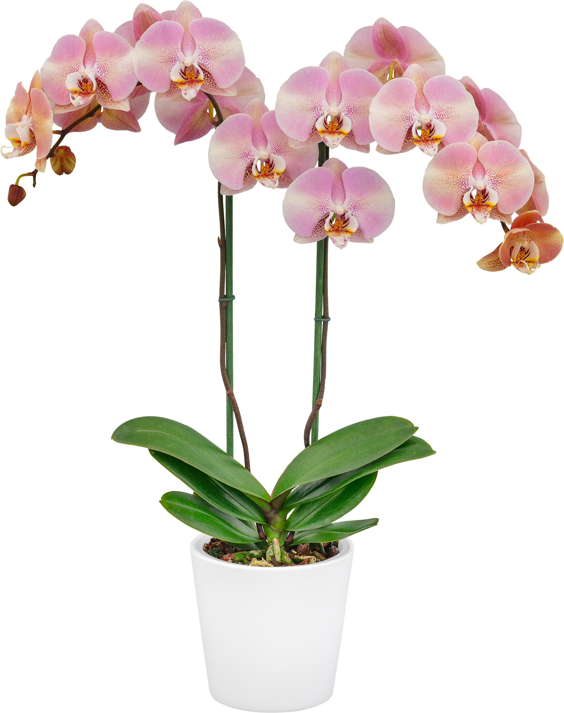 Floricultura - 314132