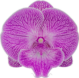 bloemgrootte: 335025