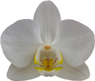 tamaño de la flor: 5,5