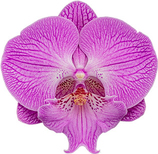 tamaño de la flor: 335062