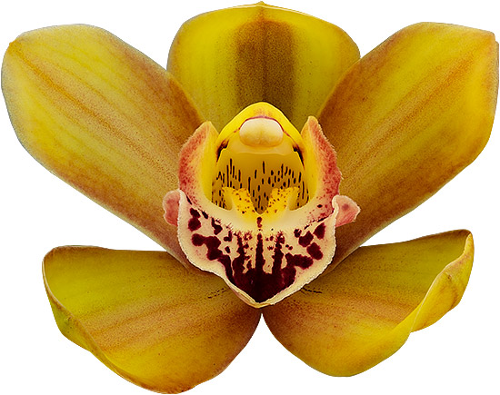 tamanho da flor: 8757