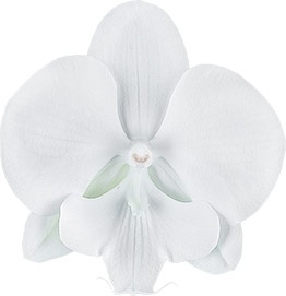 tamaño de la flor: 344108