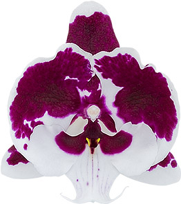 tamaño de la flor: 8