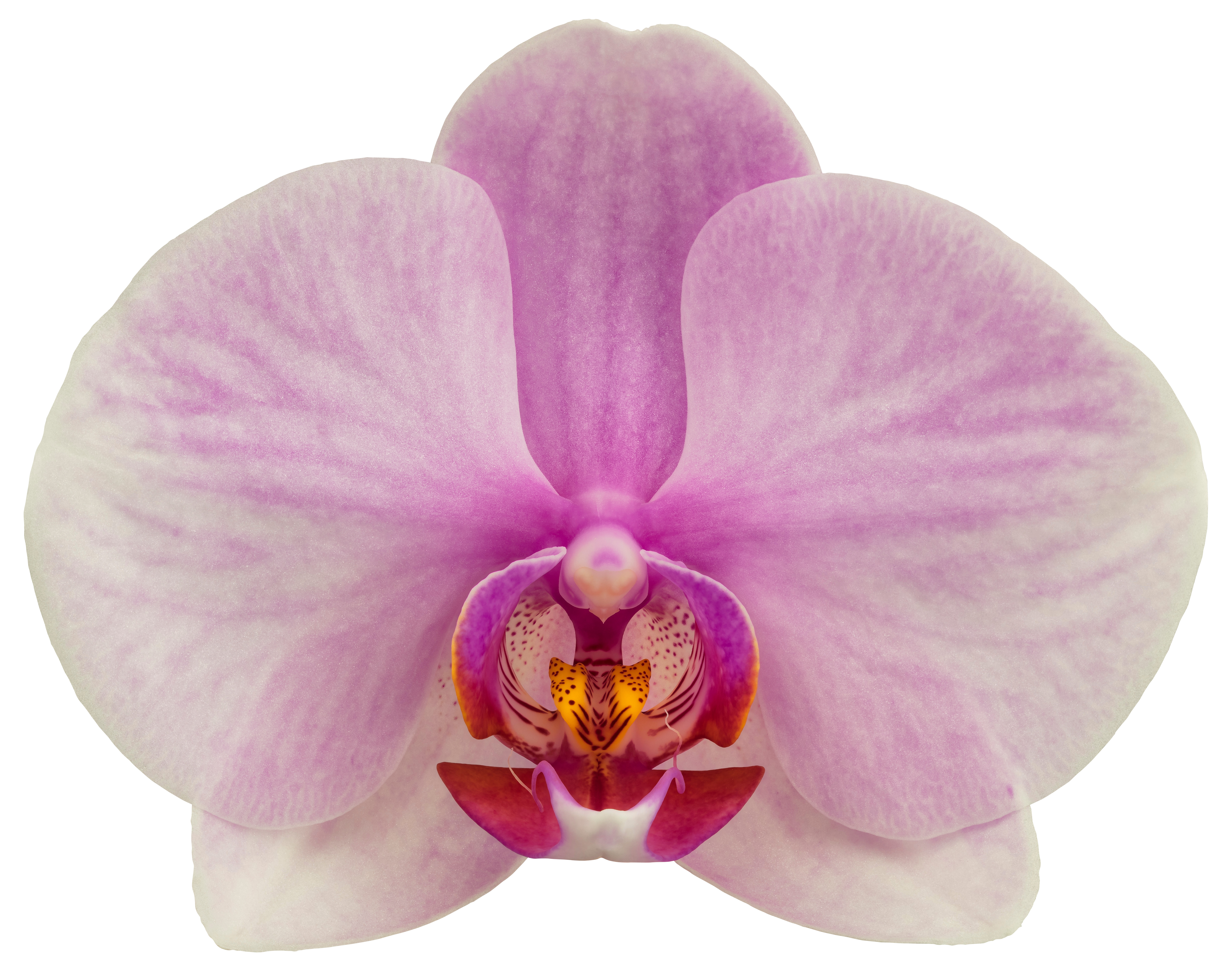 tamaño de la flor: 9,5