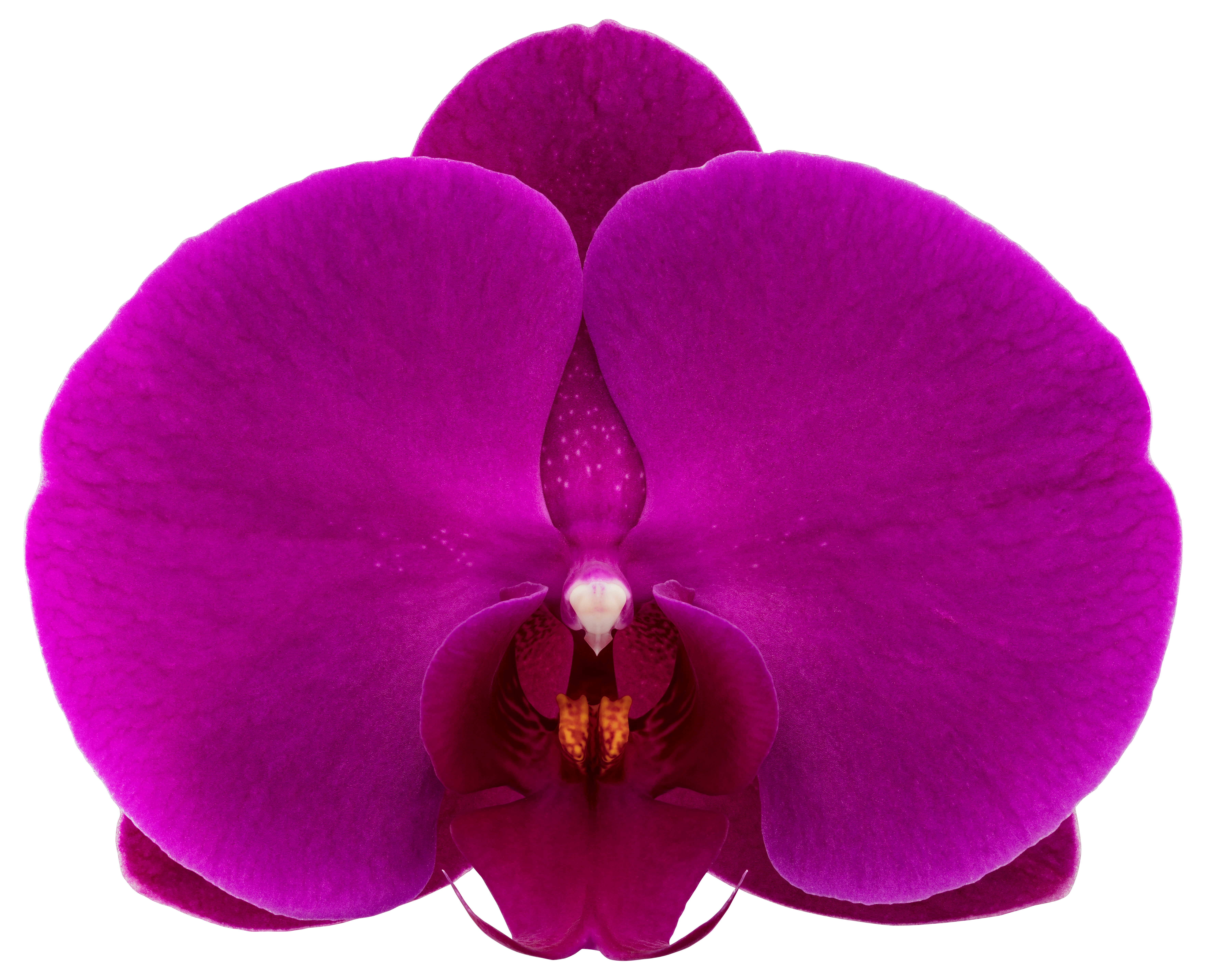 tamaño de la flor: 10