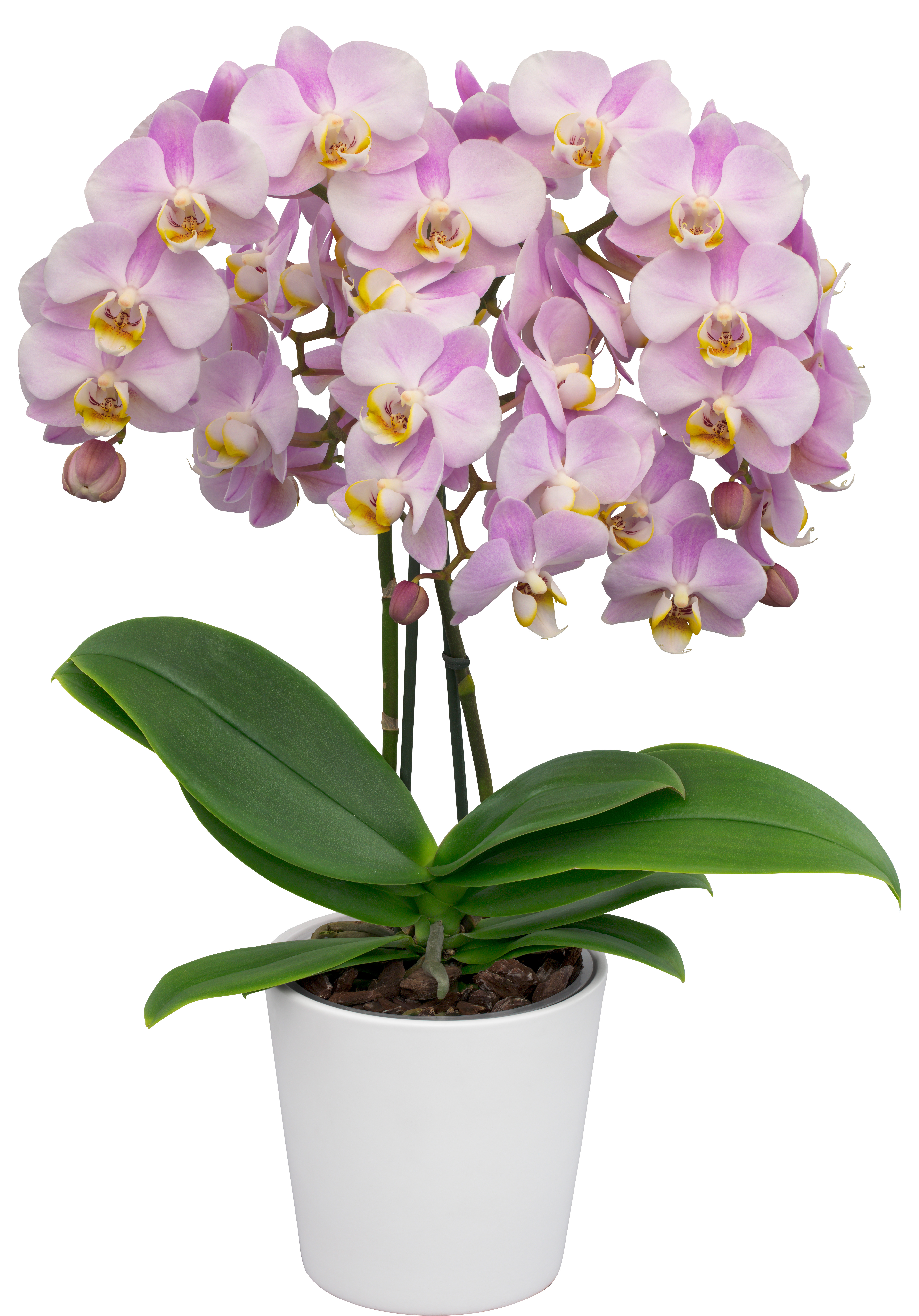 Phalaenopsis equestris 'Angel Orchids No.1' Orchids, Orchid photo, Phalaenopsis