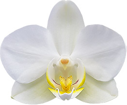 bloemgrootte: 243821