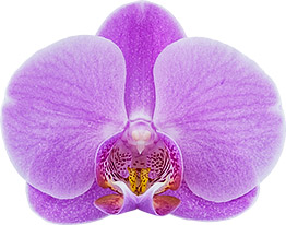 tamanho da flor: 234575