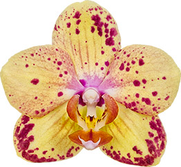 bloemgrootte: 212828