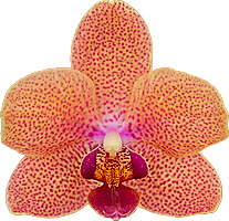 tamaño de la flor: 5,5