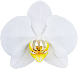 bloemgrootte: 343628