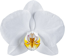 tamaño de la flor: 343916