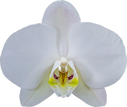 bloemgrootte: 344937