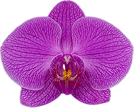 tamaño de la flor: 10,5