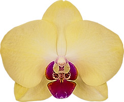 tamaño de la flor: 351707