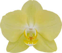 tamaño de la flor: 9,5