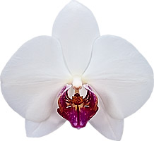 bloemgrootte: 321233