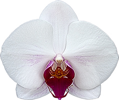 tamaño de la flor: 321407