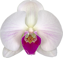 tamaño de la flor: 321912