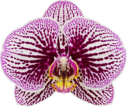 tamanho da flor: 315050