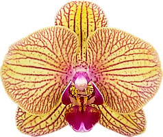 tamaño de la flor: 35569