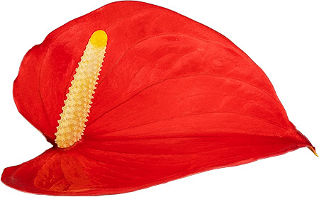 bloemgrootte: 1006618