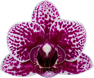 tamanho da flor: 215481