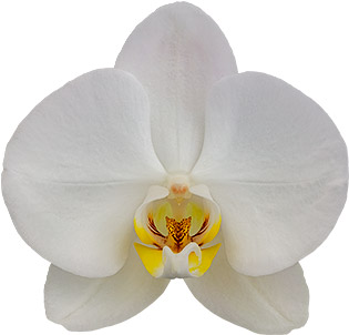 tamaño de la flor: 345003