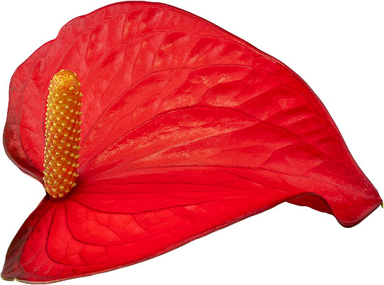 bloemgrootte: 2001019