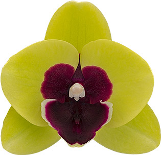 bloemgrootte: 1012047