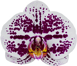 tamaño de la flor: 9,5