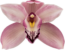 tamaño de la flor: 8008