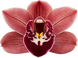 tamaño de la flor: 8506