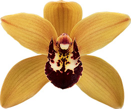 tamanho da flor: 8567