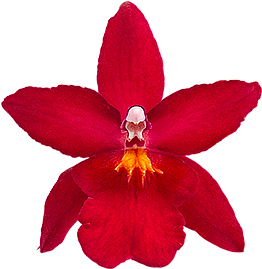 tamaño de la flor: 0