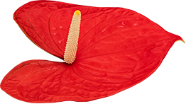 bloemgrootte: Umbraco.Cms.Web.Common.PublishedModels.DtFlowerSize