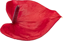 bloemgrootte: 1001606