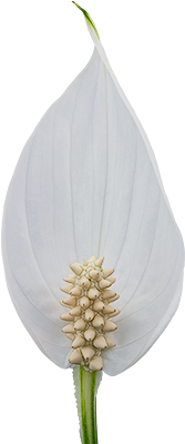 bloemgrootte: 1001313