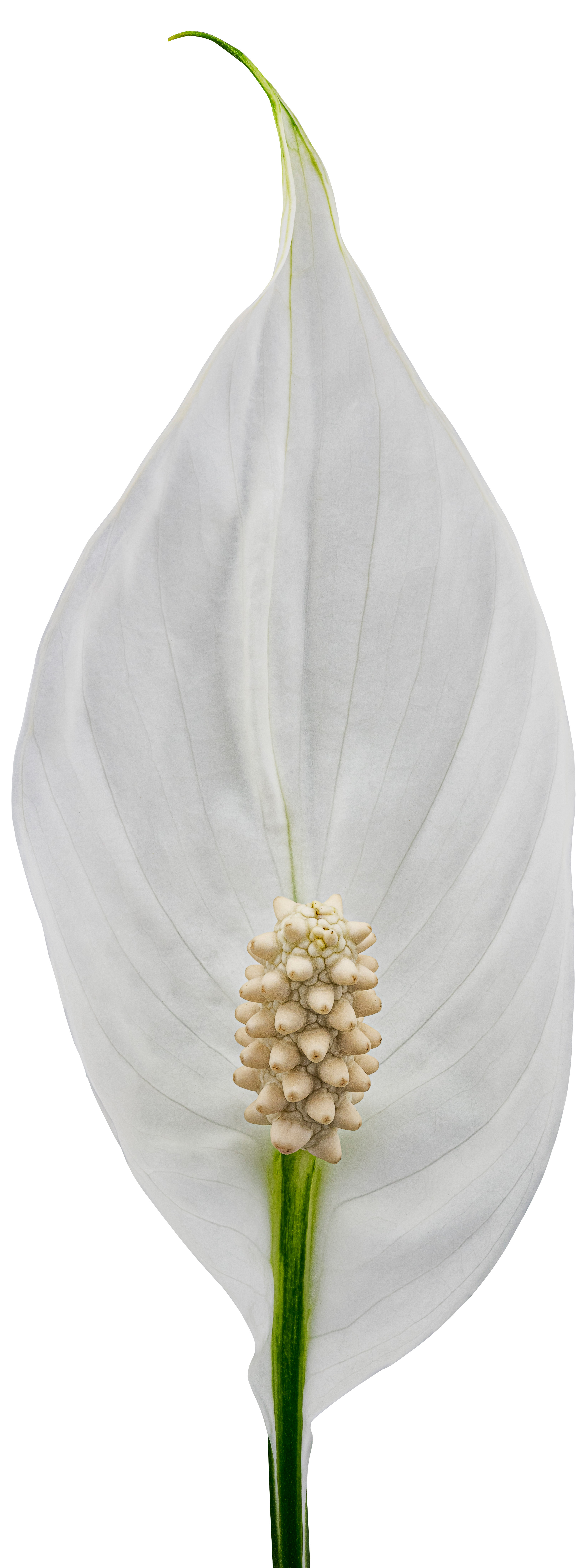 bloemgrootte: 1001554