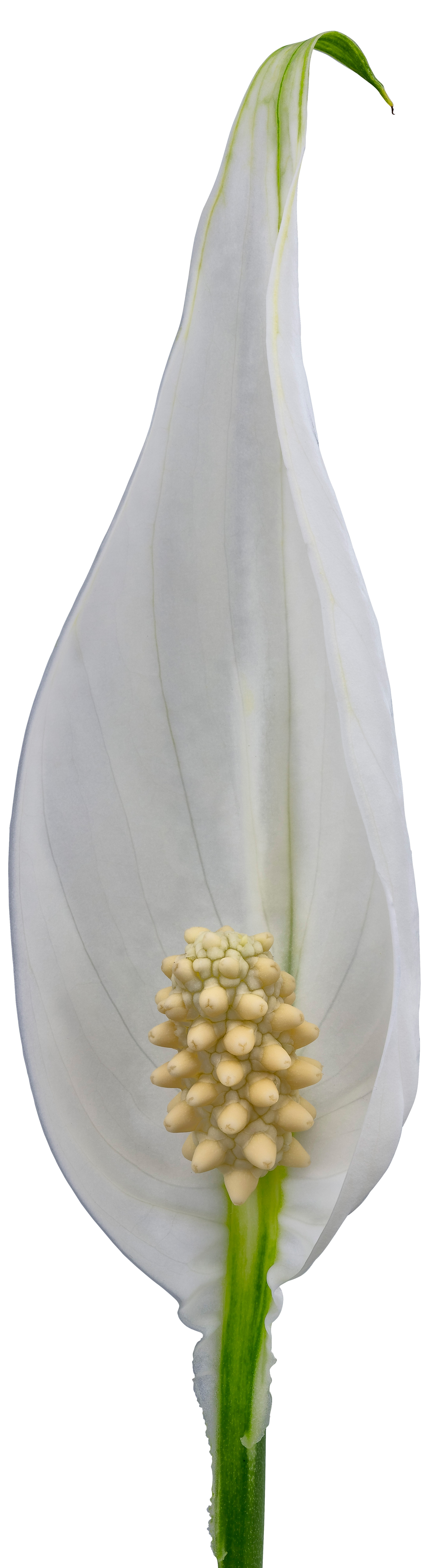 tamanho da flor: 1001312